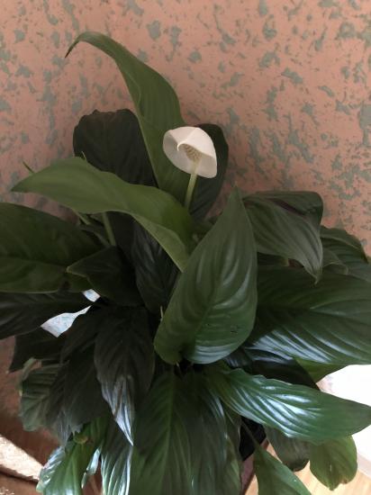 Добрый вечер🌸 Новый флешмоб от