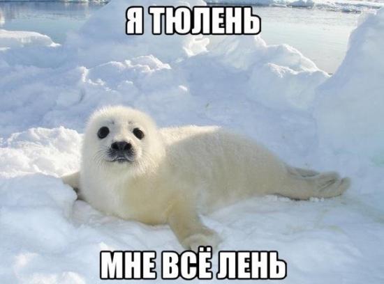 Долго думала,кого я себе сейчас