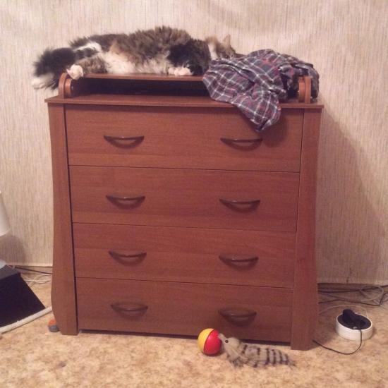 Кот заценил😂комод с пелинальным