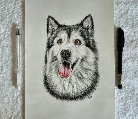 Аляскинский маламут цветными карандашами
