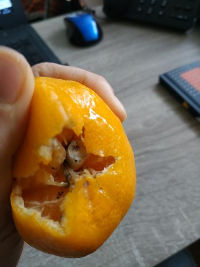 Купила сегодня мандарины на улице🍊 Один