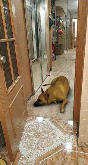 Огонь про чужую собаку!!! Отправила