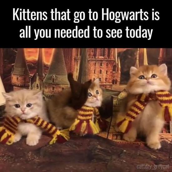 You’re welcome.