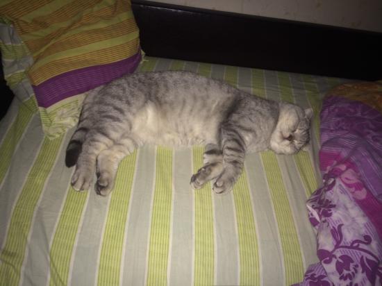 Пока ждем человеческого детёныша,