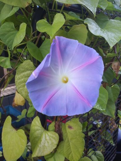 Our morning glories are doing great!