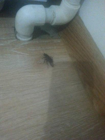 Даже таракан рожает, не то что