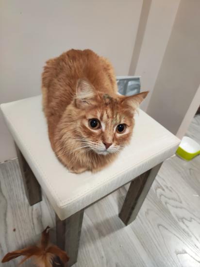 Чем оттереть фломастеры с кошек?
