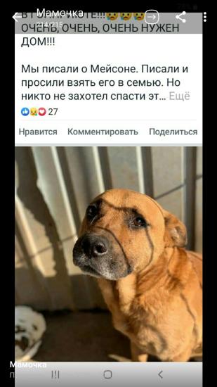 Девочки,помогите определить породу!