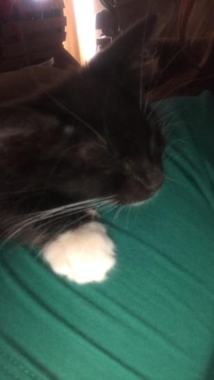 Foster kitten is my new friend
