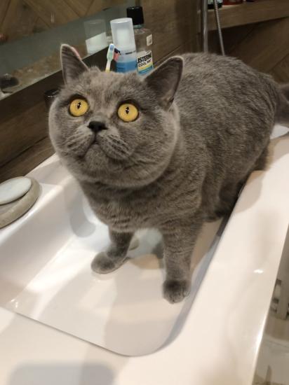 Кошка шипит на малого.Он плачет