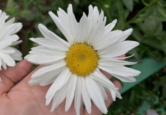 23.08.19🌻 11 месяцев и 18дн Прорезались
