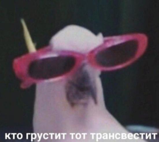 Кто сегодня трансвестит?😂😂😂😂