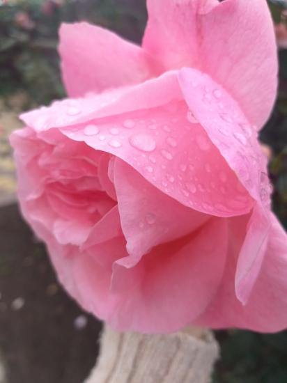 🌷❤