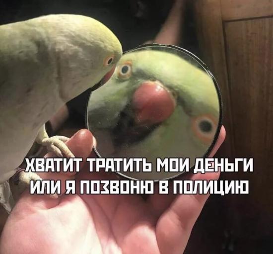 10 iphone или 11?😅 #моя_прелесть